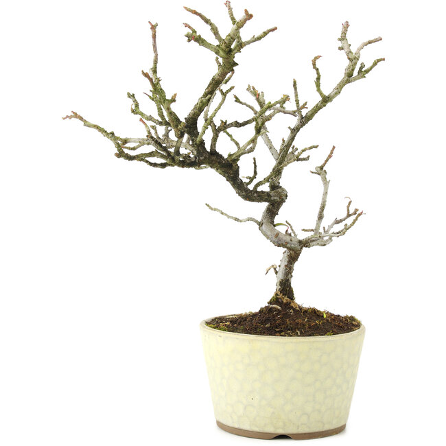 Pyracantha, 22 cm, ± 8 jaar oud