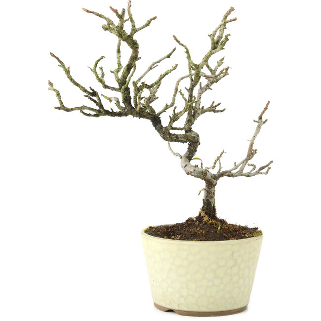 Pyracantha, 22 cm, ± 8 anni
