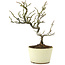 Pyracantha, 22 cm, ± 8 jaar oud