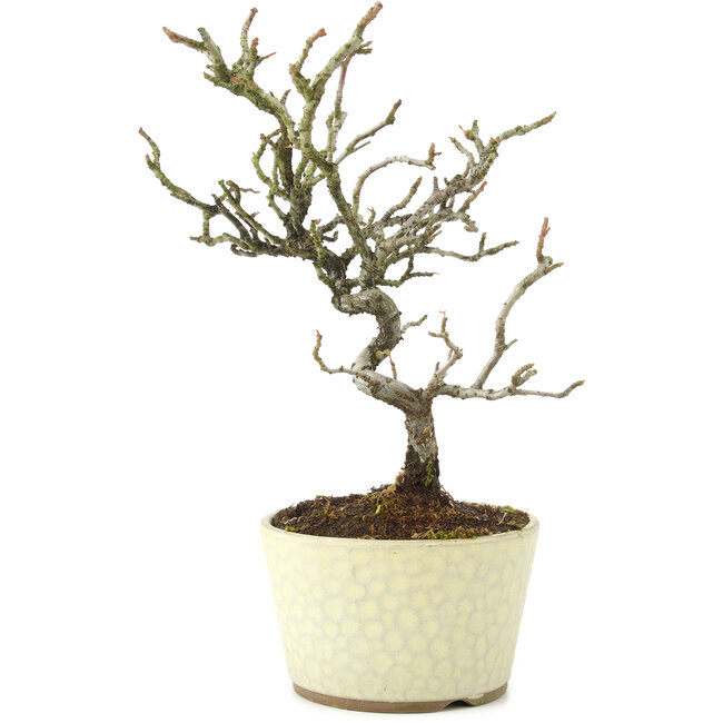 Pyracantha, 22 cm, ± 8 anni