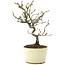 Pyracantha, 22 cm, ± 8 years old