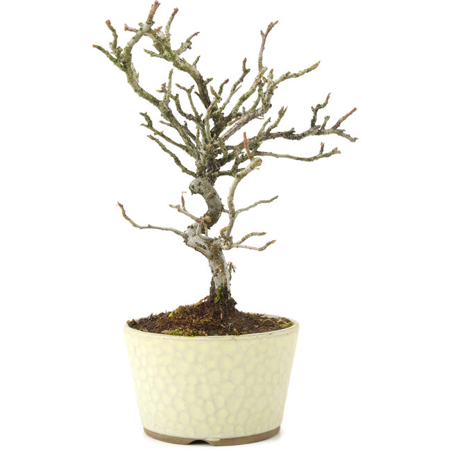 Pyracantha, 22 cm, ± 8 Jahre alt
