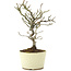 Pyracantha, 22 cm, ± 8 jaar oud