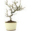 Pyracantha, 22 cm, ± 8 jaar oud