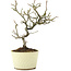 Pyracantha, 22 cm, ± 8 years old