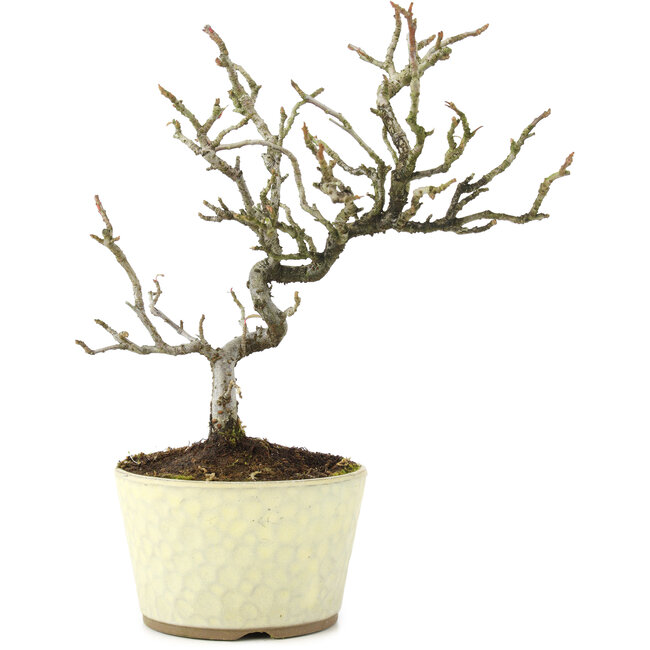 Pyracantha, 22 cm, ± 8 años