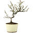 Pyracantha, 22 cm, ± 8 jaar oud