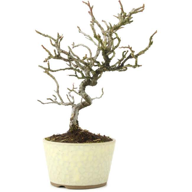Pyracantha, 22 cm, ± 8 ans