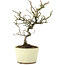 Pyracantha, 22 cm, ± 8 jaar oud