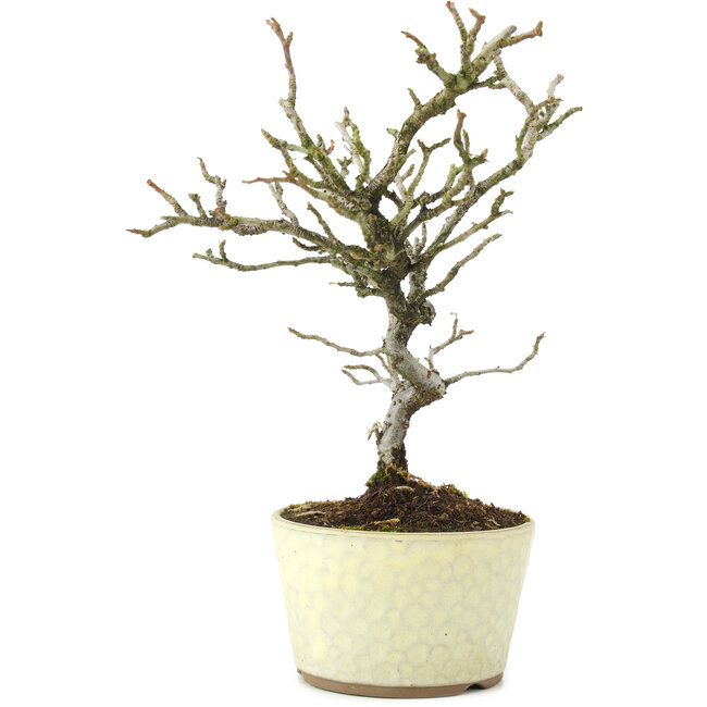 Pyracantha, 22 cm, ± 8 jaar oud