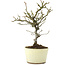 Pyracantha, 22 cm, ± 8 years old