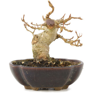 Acer buergerianum, 8,5 cm, ± 15 años