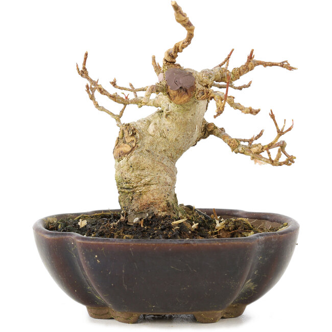 Acer buergerianum, 8,5 cm, ± 15 años
