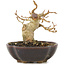 Acer buergerianum, 8,5 cm, ± 15 años