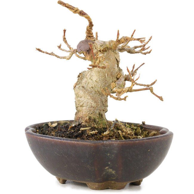 Acer buergerianum, 8,5 cm, ± 15 años