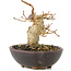 Acer buergerianum, 8,5 cm, ± 15 años