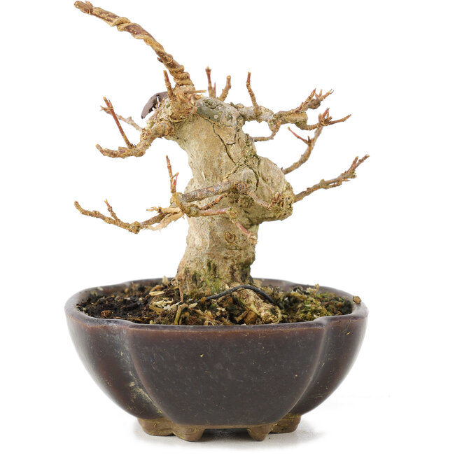 Acer buergerianum, 8,5 cm, ± 15 Jahre alt