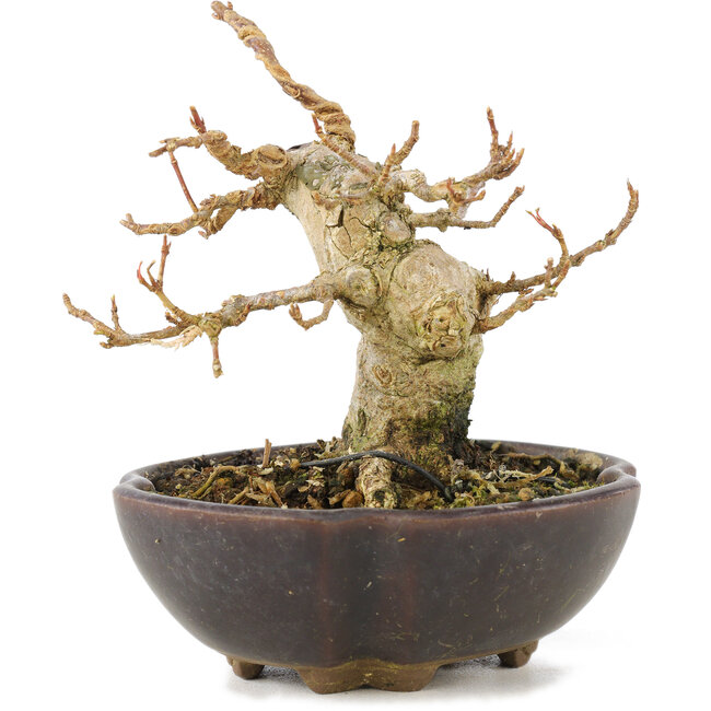 Acer buergerianum, 8,5 cm, ± 15 anni
