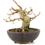 Acer buergerianum, 8,5 cm, ± 15 años