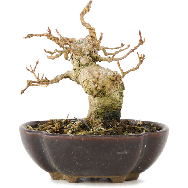 Acer buergerianum, 8,5 cm, ± 15 ans