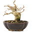 Acer buergerianum, 8,5 cm, ± 15 años