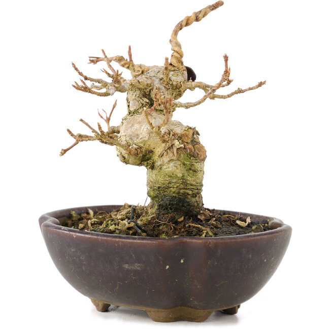 Acer buergerianum, 8,5 cm, ± 15 Jahre alt