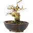 Acer buergerianum, 8,5 cm, ± 15 años