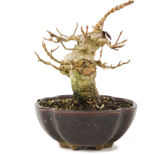 Acer buergerianum, 8,5 cm, ± 15 jaar oud