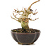 Acer buergerianum, 8,5 cm, ± 15 años