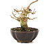 Acer buergerianum, 8,5 cm, ± 15 jaar oud