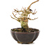 Acer buergerianum, 8,5 cm, ± 15 years old