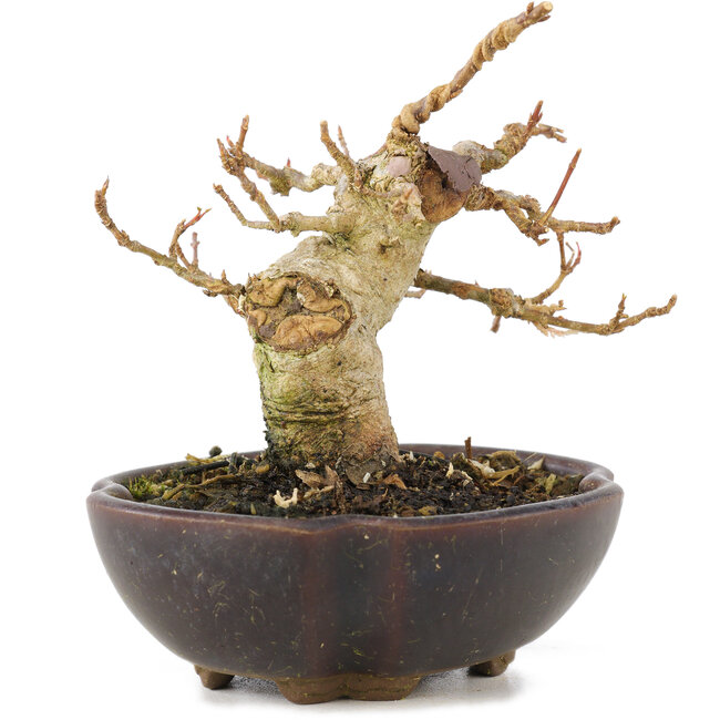 Acer buergerianum, 8,5 cm, ± 15 años