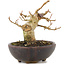 Acer buergerianum, 8,5 cm, ± 15 años