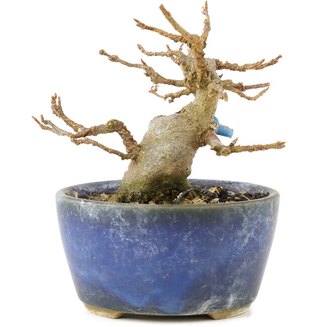 Acer buergerianum, 8 cm, ± 15 años