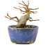 Acer buergerianum, 8 cm, ± 15 años