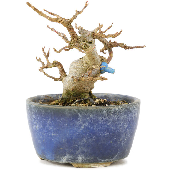 Acer buergerianum, 8 cm, ± 15 años