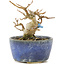 Acer buergerianum, 8 cm, ± 15 años