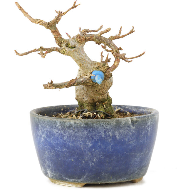 Acer buergerianum, 8 cm, ± 15 años