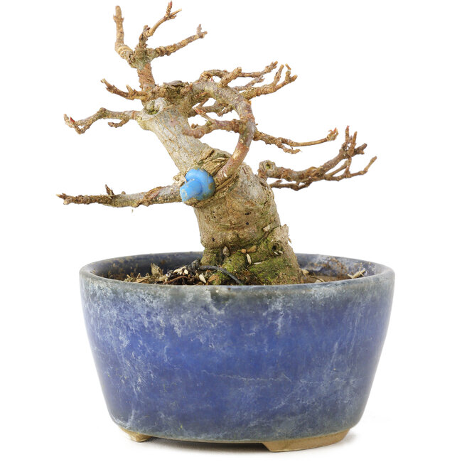 Acer buergerianum, 8 cm, ± 15 jaar oud