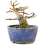 Acer buergerianum, 8 cm, ± 15 años