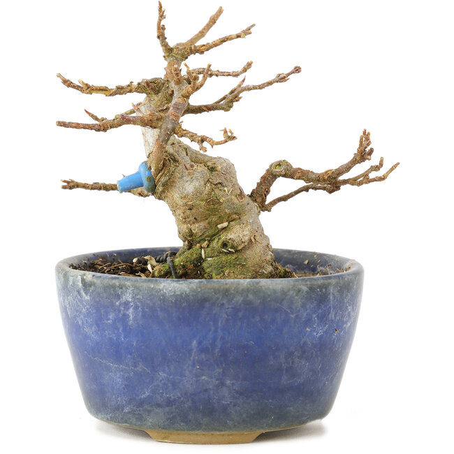 Acer buergerianum, 8 cm, ± 15 years old