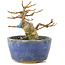 Acer buergerianum, 8 cm, ± 15 años