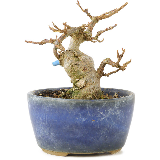 Acer buergerianum, 8 cm, ± 15 years old