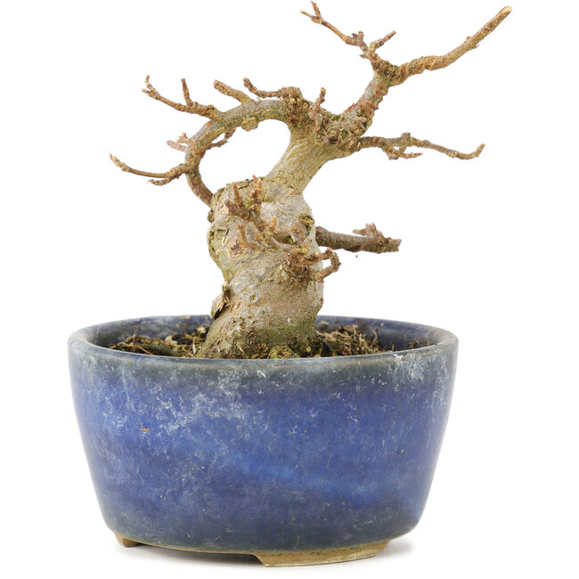 Acer buergerianum, 8 cm, ± 15 jaar oud