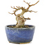 Acer buergerianum, 8 cm, ± 15 años