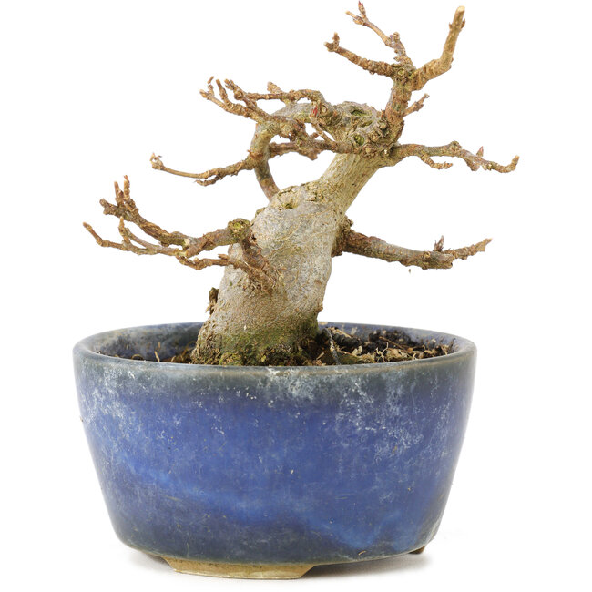 Acer buergerianum, 8 cm, ± 15 años