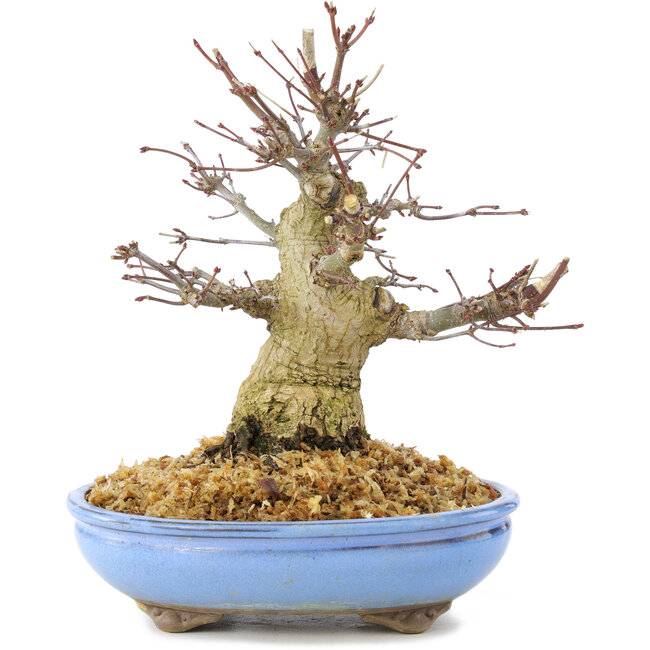 Acer palmatum, 19,5 cm, ± 25 jaar oud, met mooie oude schors, een compacte vertakking en kleine blaadjes