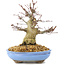 Acer palmatum, 19,5 cm, ± 25 jaar oud, met mooie oude schors, een compacte vertakking en kleine blaadjes