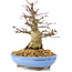 Acer palmatum, 19,5 cm, ± 25 años, con hermosa corteza vieja, ramificación compacta y hojas pequeñas