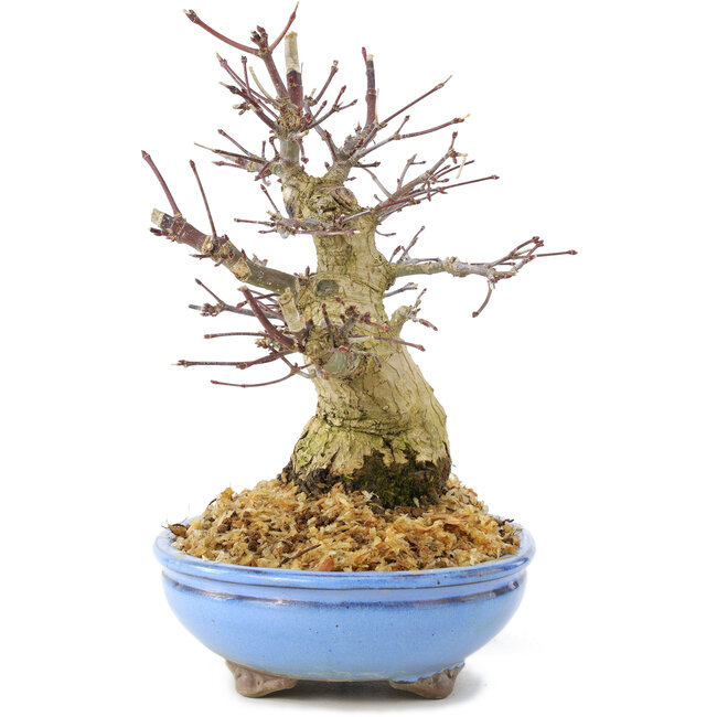 Acer palmatum, 19,5 cm, ± 25 ans, avec une belle écorce ancienne, une ramification compacte et de petites feuilles